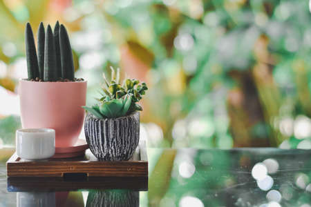 Cactus is placed on a wooden table above the restaurant as a background.の写真素材