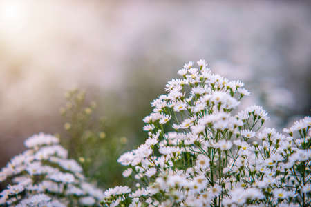 beautiful little white flowers spot focus soft focus for the backgroundの写真素材