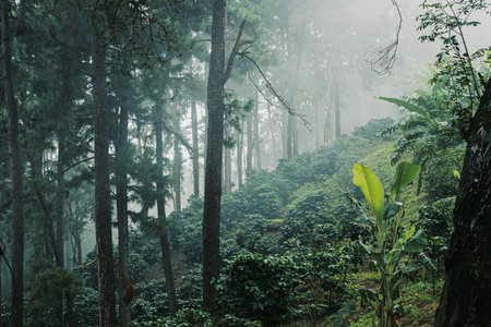 pine forest in the rainy season with dense fog background for stories about nature