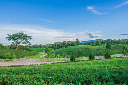Beautiful scenery of Choui Fong Tea Plantation at Mae Chan, a tourist attraction in Chiang Rai in Thailand.の写真素材