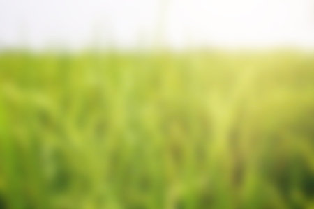 nature blur background with beautiful sunsetの写真素材