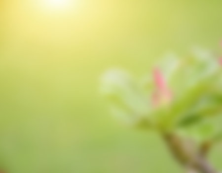 Blurred flowers, abstract background, amazing and beautiful colors.の写真素材