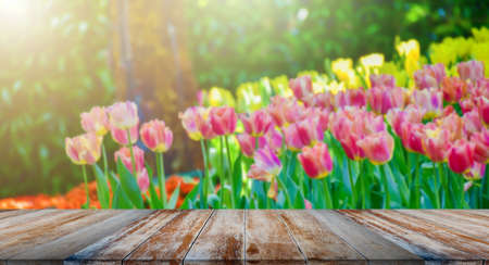 The wooden tabletop on tulip blur backgroundの写真素材