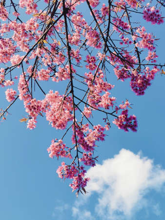 Sakura's spring flowers in the sunlight pink cherry blossom with the blue skyの写真素材