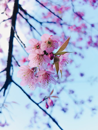Sakura's spring flowers in the sunlight pink cherry blossom with the blue skyの写真素材