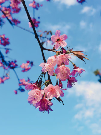 Sakura's spring flowers in the sunlight pink cherry blossom with the blue sky
