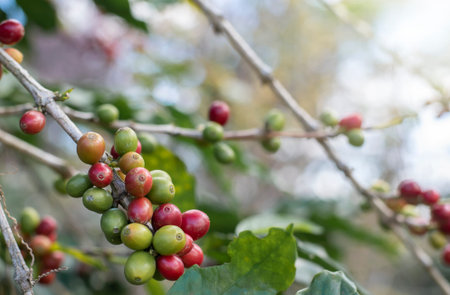 red and green coffee beans on tree organic farming concept