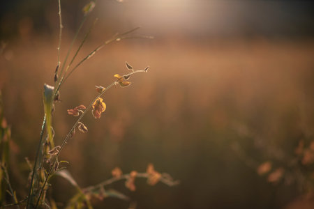 Sunhemp flowers in the field.  Blurred and soft focus of Sunhemp field with copy space and text.の写真素材