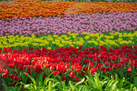 Beautiful tulips in the blooming scene, blooming flower festival in Chiang Rai, Thailandの写真素材