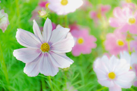 Beautiful pink-purple cosmos in flowers. With a blurred backgroundの写真素材