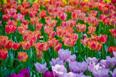 Tulip flowers with green leaf background in Chiang Rai Thailand flower garden in winter or spring day for beauty decoration, postcards and agricultural concept design.の写真素材