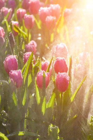 Beautiful tulips in the garden on a sunny spring day.の写真素材