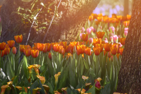 Tulips. Beautiful bouquet of tulips. colorful tulips. tulips in spring,colourful tulipの写真素材
