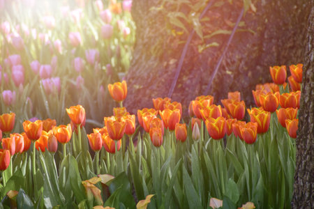 Colorful tulip flowers blooming in the garden with sunlight.の写真素材