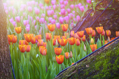 Colorful tulips blooming in the garden with sunlight background.の写真素材