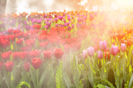 Colorful tulip flowers blooming in the garden with sunlight backgroundの写真素材