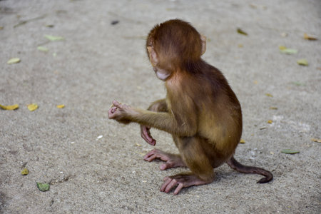 Little monkey sits on the ground in the park and eats food.の写真素材