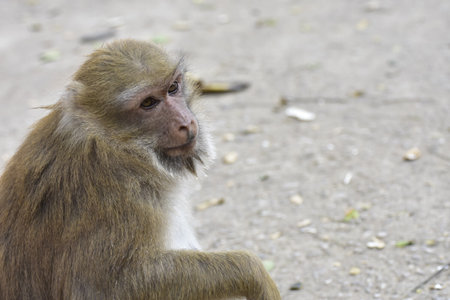 Monkey in the public park, Khao Yai, Thailandの写真素材