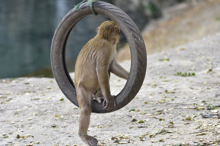 monkey in the zoo, closeup of photo with shallow depth of fieldの写真素材