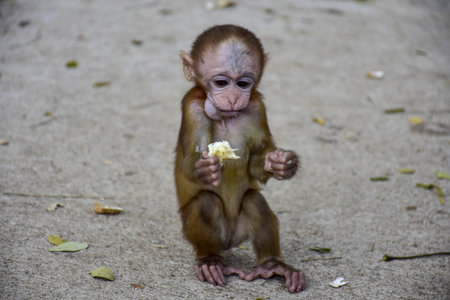 Little monkey eating a piece of bread in the public park, Thailand.の写真素材