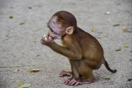Baby monkey eating corn on the ground in the park, Thailand.の写真素材