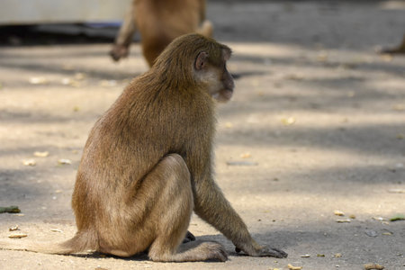 Monkey sitting on the ground and looking for food in the parkの写真素材
