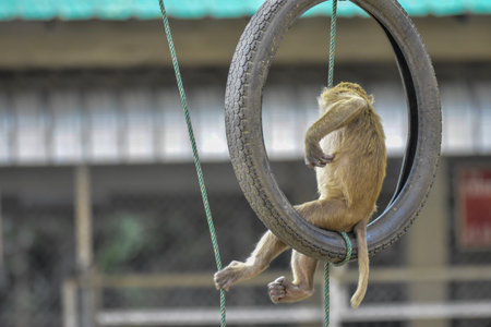 monkey on the swing in the park at bangkok thailand.の写真素材