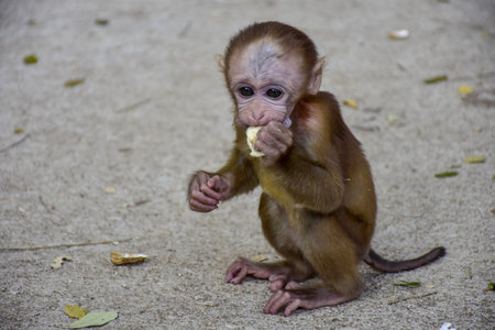 Baby monkey sitting on the ground and eating a piece of apple.の写真素材