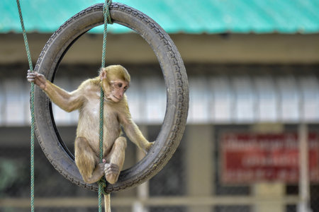 monkey sitting on a tire swing in the park,Thailand.の写真素材