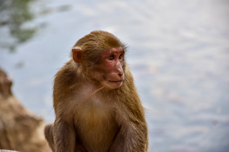 monkey in the zoo, thailand. (macaca fascicularis)の写真素材
