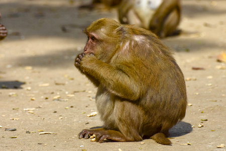 Barbary macaque (Macaca fascicularis) sitting on the groundの写真素材