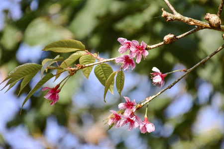 Wild Himalayan Cherry ( Prunus cerasoides) in Thailandの写真素材