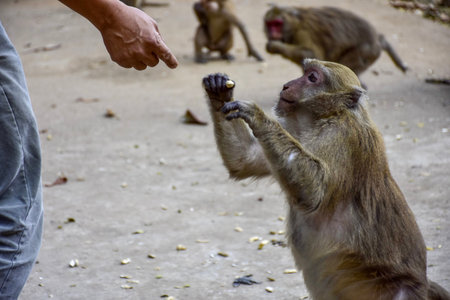 Monkey eating food from human hand in monkey park, Thailand.