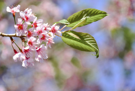 Wild Himalayan Cherry (Prunus cerasoides)の写真素材