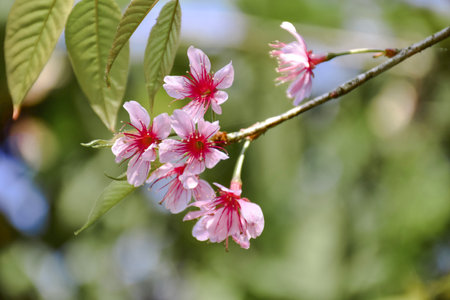 Wild Himalayan Cherry flower ( Prunus cerasoides)の写真素材