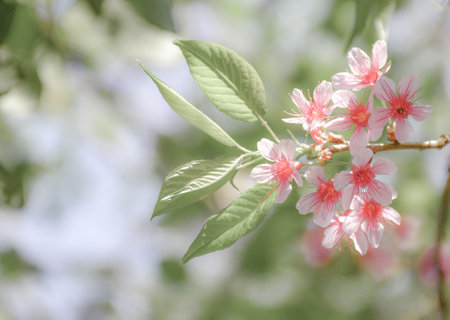 Cherry blossoms in full bloomの写真素材