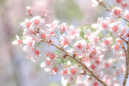 cherry blossom sakura in spring season on blue sky backgroundの写真素材