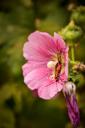 Beetle on a pink mallow flower, close-upの写真素材