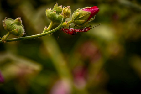 Macro image of a red caterpillar on a flower bud.の写真素材