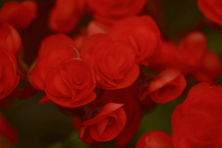 Beautiful red begonia flowers on a green background. Natural floral background.の写真素材