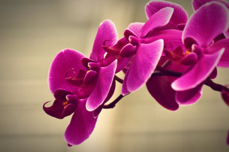 Beautiful pink orchid on a light background. Selective focus. Toned.の写真素材