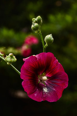 Hollyhock (Malva alcea) in bloomの写真素材