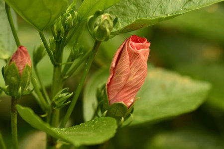 Hibiscus flower bud in the garden, close-upの写真素材