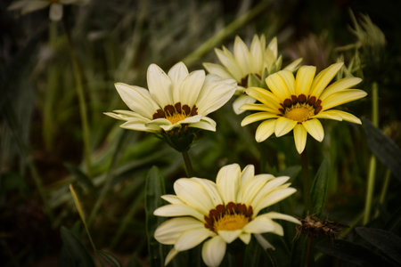 Beautiful Gazania flowers in the garden. Selective focus.の写真素材