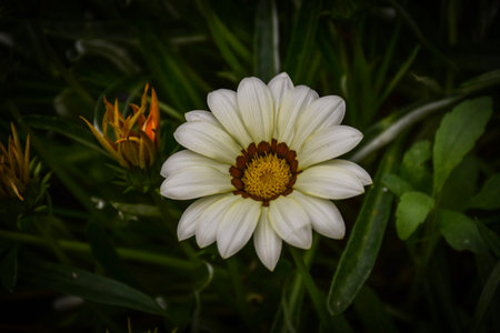 White Gazania flower in the garden. Selective focus and shallow depth of field.の写真素材