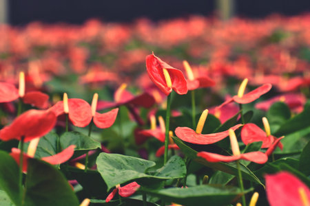 Red anthurium flowers in the garden,vintage color tone