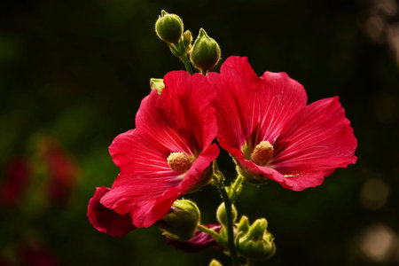 Red hollyhock flowers in the garden on a dark backgroundの写真素材