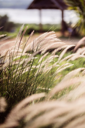 Grass flower in the garden with nature background, soft focus.の写真素材