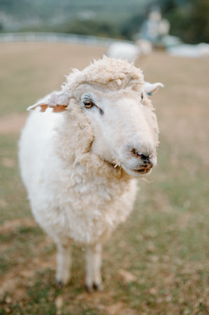 Sheep in the meadow. Close-up portrait of a sheep in the fieldの写真素材