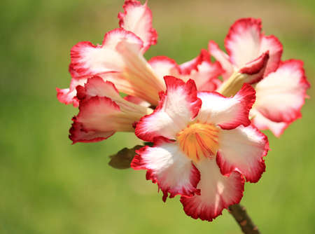 Desert roseの写真素材